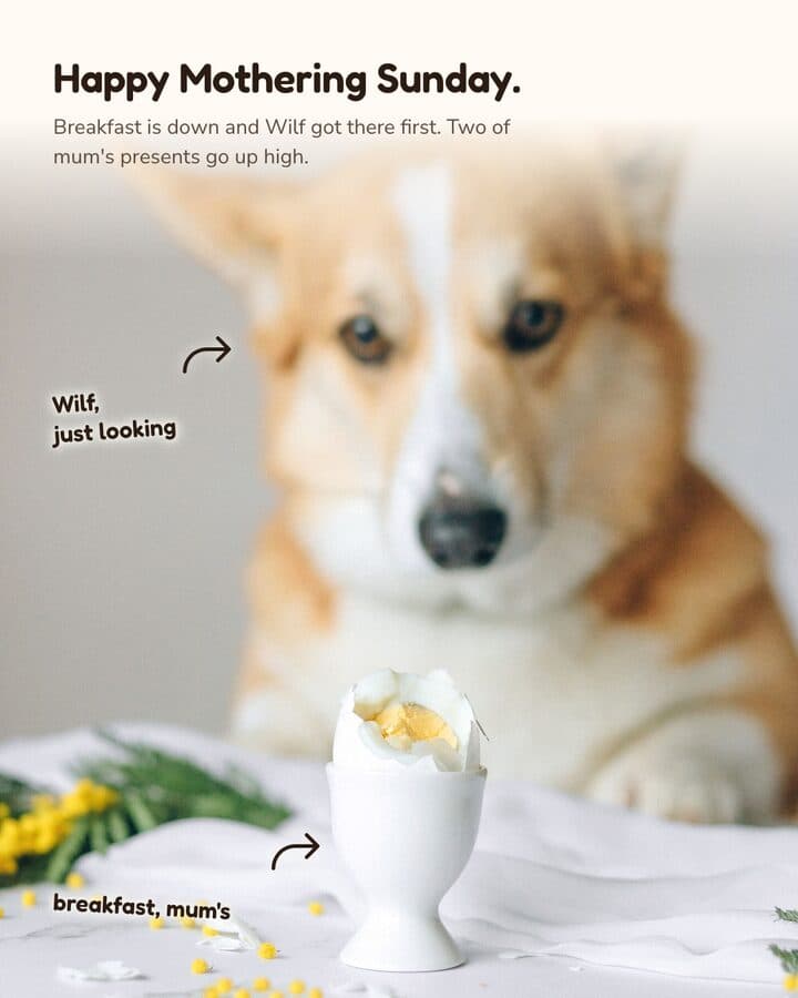 Woofstead, a Kamply sample brand. Four carousel slides with handwritten labels: a corgi eyeing a boiled egg on a white table, an open box of chocolates seen from above, a French bulldog asleep in front of a vase of daffodils, and the offer to ask a vet nurse