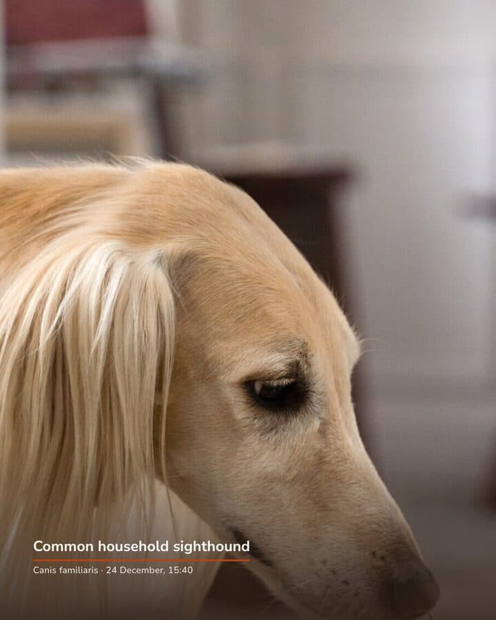 Woofstead, a Kamply sample brand. Three carousel slides shot like a nature documentary: a sighthound in profile, the plate of mince pies it is watching, and the vet nurse chat offer over the same plate