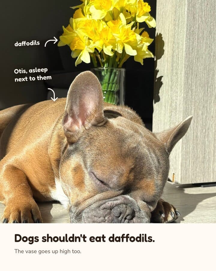 Chocolates and daffodils go up high, 3 of 4
