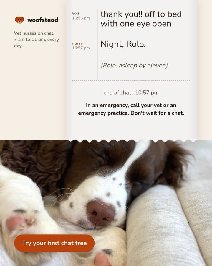 Rolo ate a sock at 10:41 pm, 5 of 5